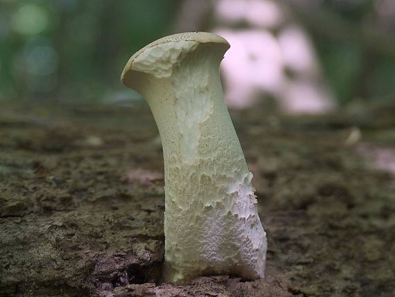 trúdnik Polyporus sp.