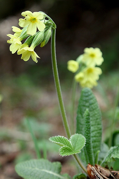 prvosienka vyššia Primula elatior (L.) L.