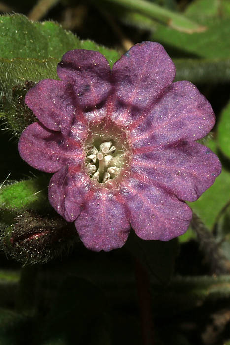 pľúcnik lekársky Pulmonaria officinalis L.