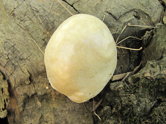 sieťnatka obyčajná Reticularia lycoperdon Bull.