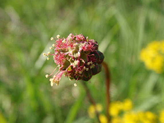 krvavec menší Sanguisorba minor Scop.