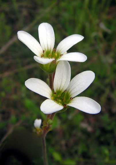 lomikameň Saxifraga graeca