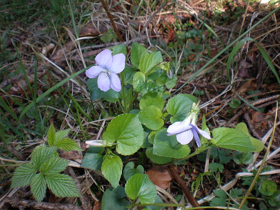 fialka Viola sp.