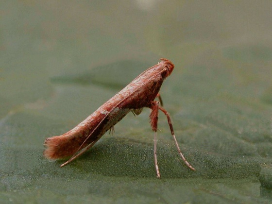 psotka vŕbová Caloptilia stigmatella