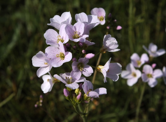 žerušnica lúčna Cardamine pratensis L.