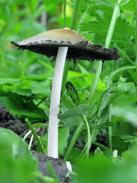 hnojník Coprinellus sp.