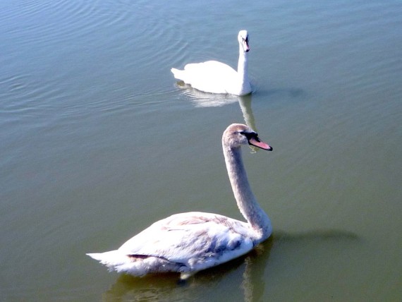 labuť veľká Cygnus olor