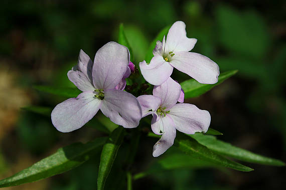 zubačka cibuľkonosná Dentaria bulbifera L.