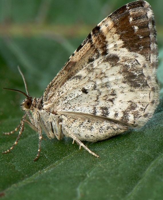 piadivka obyčajná Epirrhoe alternata Müller, 1764