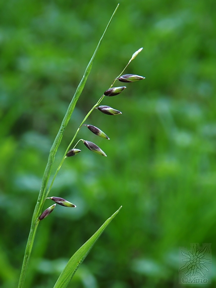 mednička ovisnutá Melica nutans L.