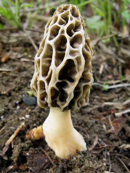 smrčok jedlý Morchella esculenta (L.) Pers.