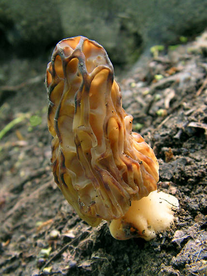 smrčok Morchella sp.