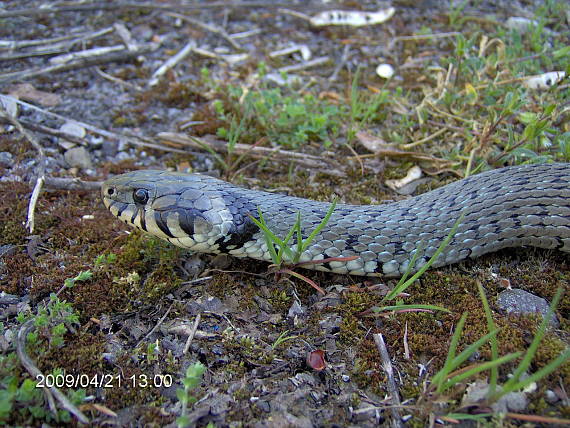 užovka obojková Natrix natrix