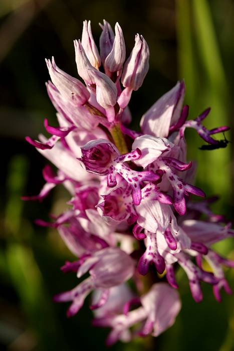 vstavač vojenský Orchis militaris L.