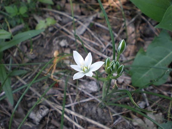 bledavka okolíkatá Ornithogalum umbellatum L