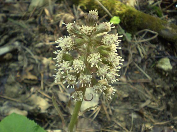 deväťsil biely Petasites albus (L.) P. Gaertn.