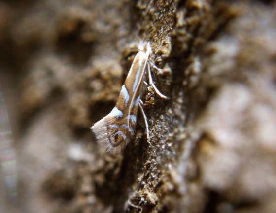 ploskáčik bukový Phyllonorycter maestingella