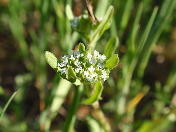 valeriánka poľná Valerianella locusta (L.) Laterr.