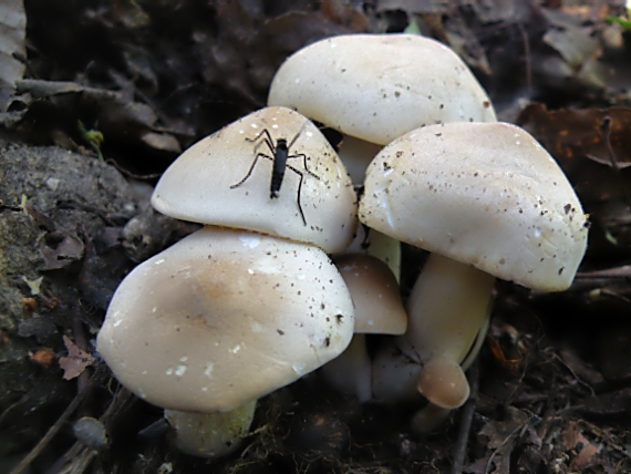 čírovnica májová Calocybe gambosa (Fr.) Donk