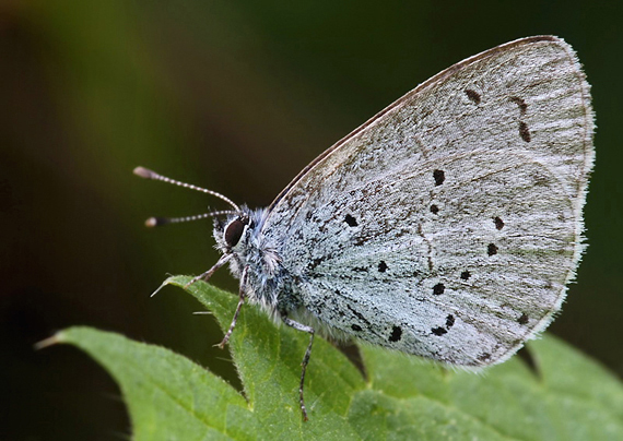 modráčik krušinový Celastrina argiolus