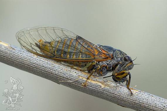 cikáda lužná Cicadetta montana