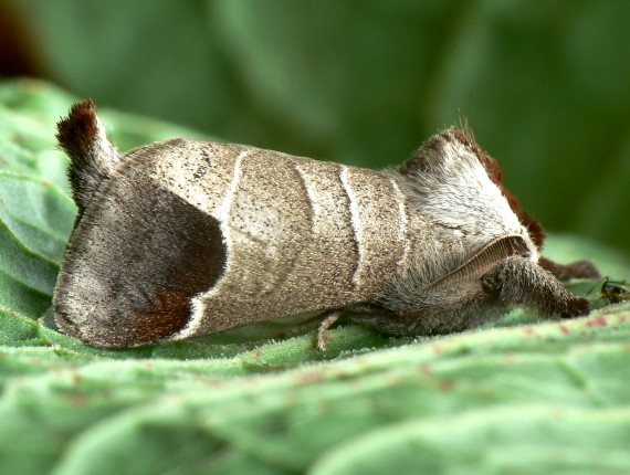 chochlatka hnedoškvrnná  Clostera curtula Linnaeus, 1758