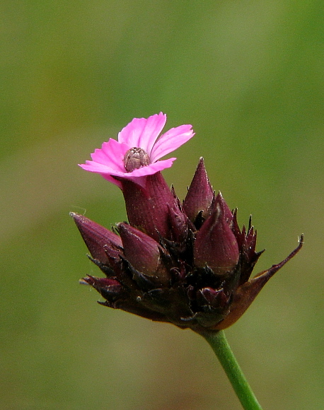 klinček pontederov Dianthus pontederae A. Kern.