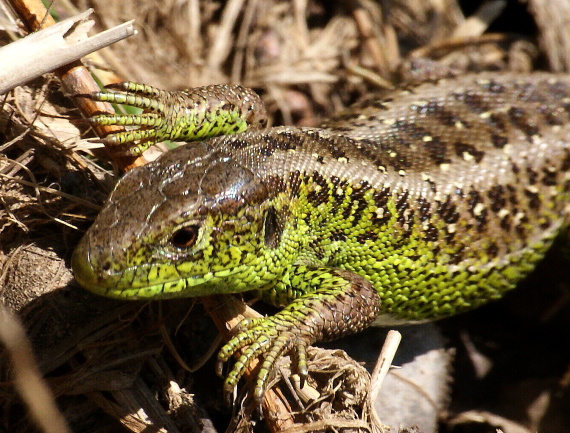 jašterica obyčajná Lacerta agilis