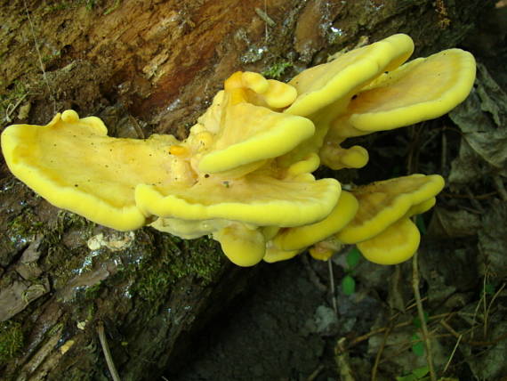 sírovec obyčajný Laetiporus sulphureus (Bull.) Murrill