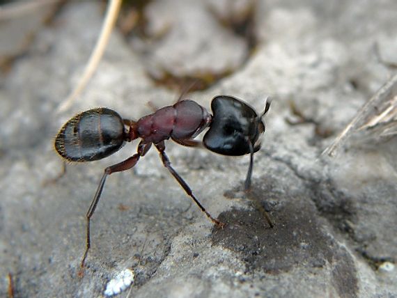 mravec obyčajný Lasius niger