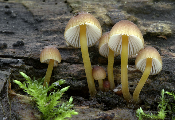 prilbička žltohlúbiková Mycena renati Quél.