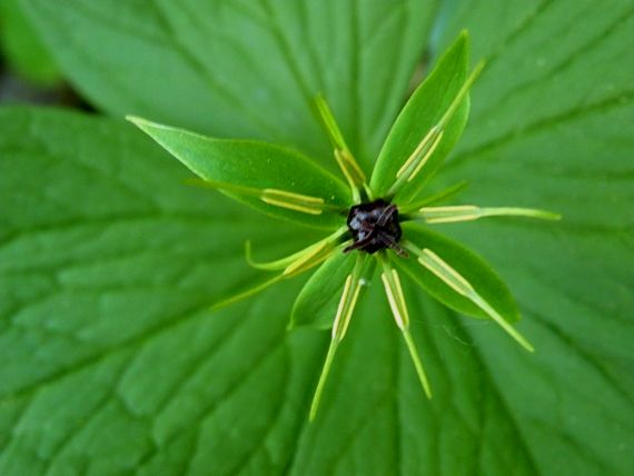 vranovec štvorlistý Paris quadrifolia L.