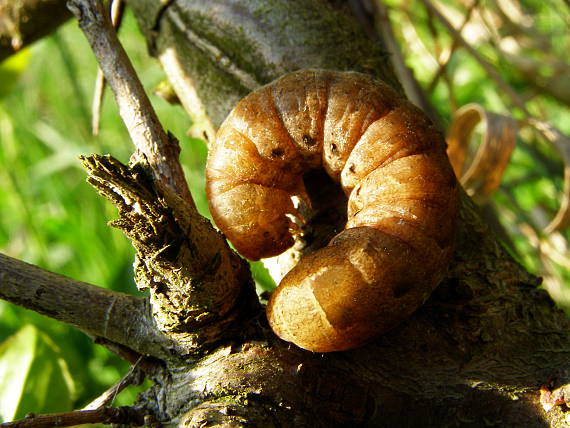 môrka marcová Asphalia ruficollis