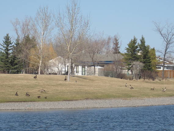 bernikla bielobrada Branta canadensis