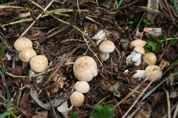 čírovnica májová Calocybe gambosa (Fr.) Donk