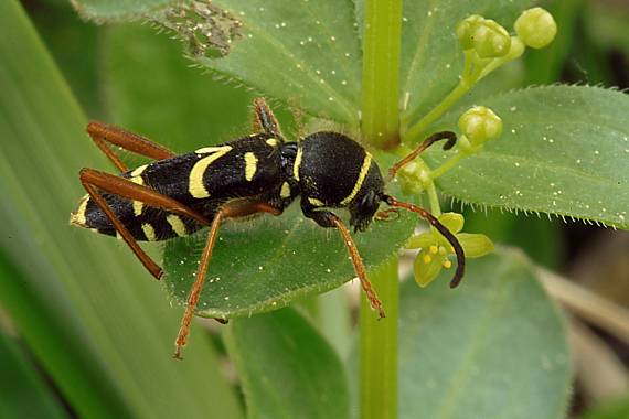 kuloštítník beraní Clytus arietis