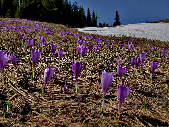 šafran spišský Crocus discolor G. Reuss