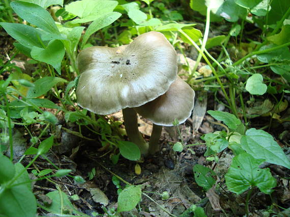 hodvábnica jarná Entoloma clypeatum (L.) P. Kumm.