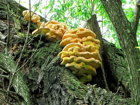 sírovec obyčajný Laetiporus sulphureus (Bull.) Murrill