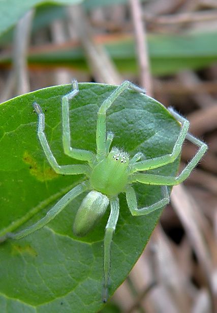 osemočko smaragdové  Micrommata virescens