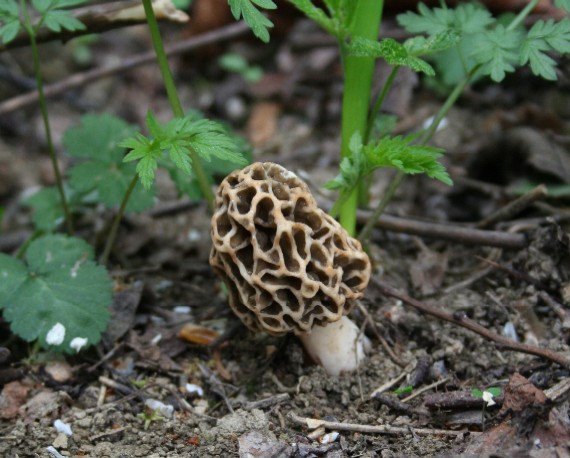 smrčok jedlý Morchella esculenta (L.) Pers.