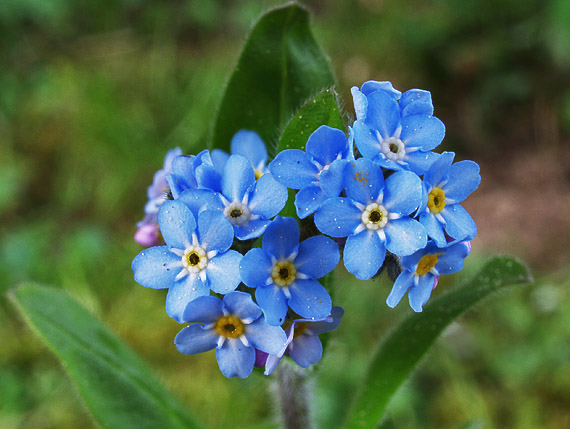 nezábudka lesná Myosotis sylvatica Ehrh. ex Hoffm.