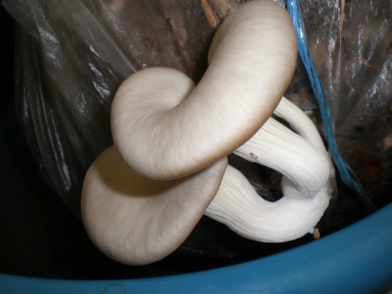 hliva ustricovitá Pleurotus ostreatus (Jacq.) P. Kumm.