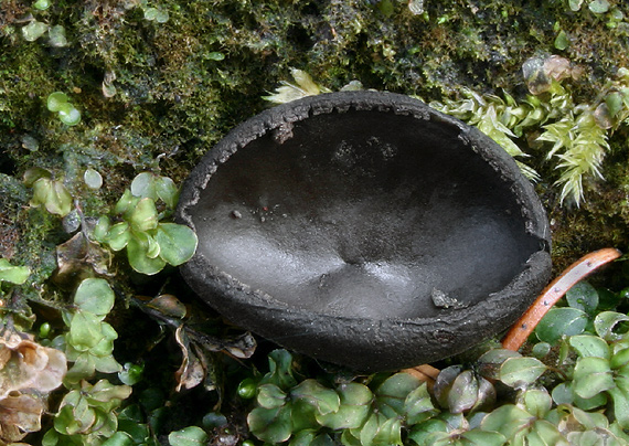 misôčka tmavá Pseudoplectania melaena (Fr.) Paden