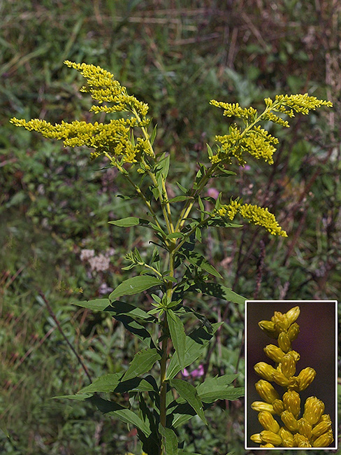 zlatobyľ Solidago rugosa