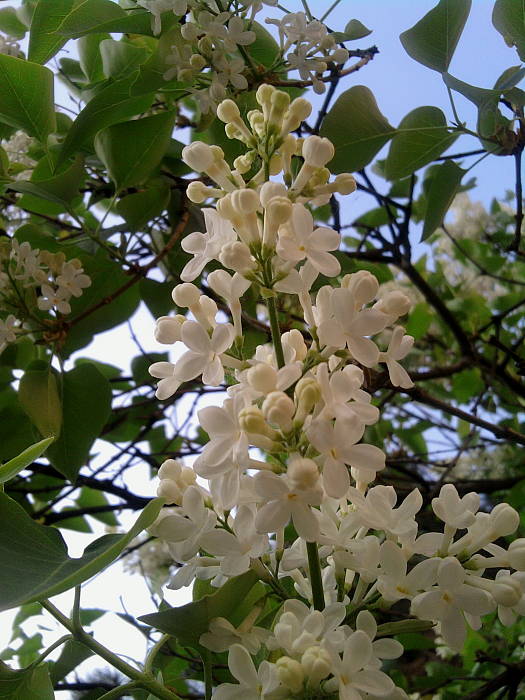 orgován obyčajný Syringa vulgaris L.