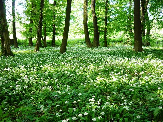 cesnak medvedí Allium ursinum