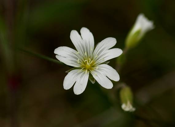 rožec  Cerastium sp.