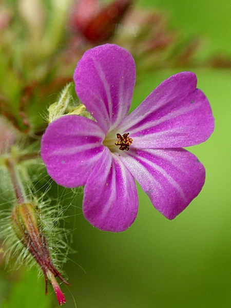 pakost smradľavý Geranium robertianum L.