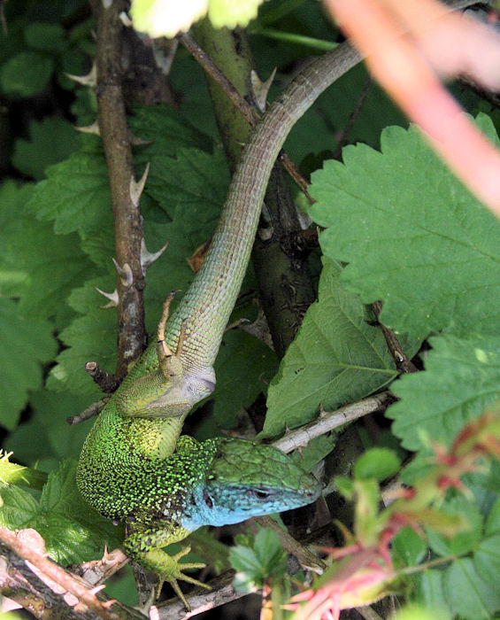 jašterica zelená Lacerta viridis